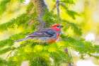 USA, Wyoming, Snowy Range. Male pine grosbeak bird in tree. Art Print
